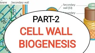 Cell wall formation (biogenesis) /synthesis#msc#lifescience#botany#zoology#csir_net#2020#