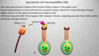 Self-incompatibility | types and mechanism, Gametophyte self incompatibility (GSI),
