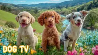 12 Часов ТВ для Собак 🐶 Музыка для Собак в Доме - Спокойный День 🐾