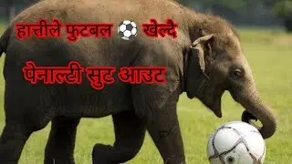 Sauraha elephant festival 2082