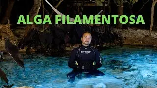 ALGA FILAMENTOSA | LAGO NA PR&Aacute;TICA | DICA DE OURO EP61