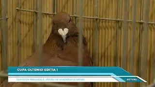 CUPA OLTENIEI EDIȚIA I, EXPOZIȚIE REGIONALĂ PĂSĂRI DE AGREMENT ȘI IEPURI