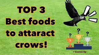 Top 3 foods to befriend crows | food to attract crows to Your Yard! #Crows #Birds #crow