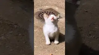 Kitten is sunbathing #kitten #sunbathing #cat