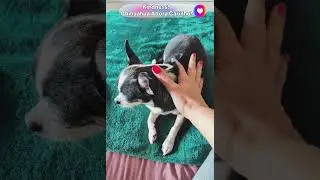 Black Chihuahua #cute #chihuahuas #shorts