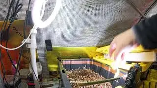 Checking in on my mini worm bin and feeding #25