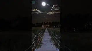 Satisfying night walk in a beautiful forest. #beautiful #nature #forest #satisfying #moon #night