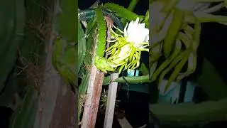 🥰🤯❤️ dragon fruit flower ❤️🤗 #dragonfruit #dragonflower