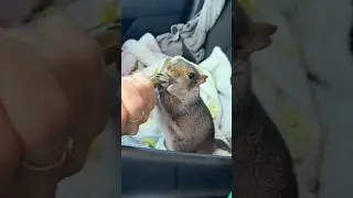 Doctor Days on the road ❤️&zwj;🩹 #littlethumbelinagirl #squirrel #cute #cuteanimals #shorts