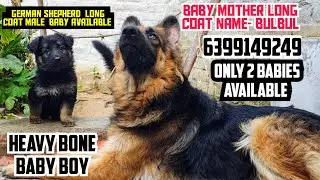 🔥GERMAN SHEPHERD LONG COAT MALE &bull; GSD PUPPY AVAILABLE &bull; HEAVY BONE GERMAN SHEPHERD BABIES 