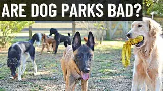 ARE DOG PARKS BAD?