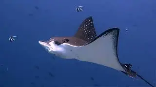 How to become a Divemaster
