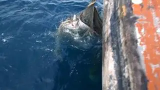 Mobula Ray Release