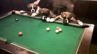 5 Boxer Dogs Playing Pool