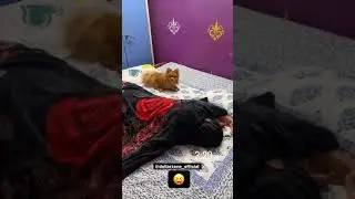 gouravzone v/s dollar msati