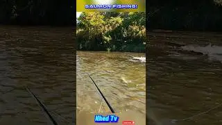 Fly Fishing with Salmon! #fishing #shorts #shortsvideo #asmr