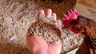 Einstreu für den Hühnerstall? Stroh Heu Sägespähne Hanf Steinmehl Resümee. Bekiffte Hühner?