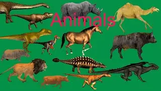Best Animals Line  Running and Walking Green Screen Best HD Animals Green Screen Video