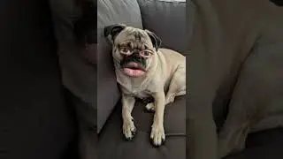 gouri soch n karo gir gye nageena gir jjando#shortvideo #funny #shortclip #funnyreel #dog