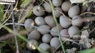 En busca de huevos en el monte - Gallina de Guinea