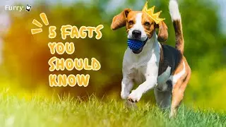 Подходит ли бигль для семьи? 5 причин, которые вам следует знать.