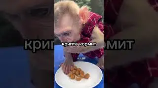 няма няма