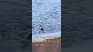 Turtle journey starts in the ocean