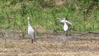 Sığır balık&ccedil;ılı (Bubulcus ibis) - Cattle egret
