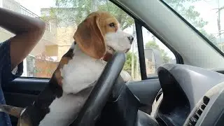 Muffin The beagle - trying to drive car🤣