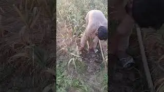 G1 | Narc G1 | G1 Garlic price in Pakistan | Garlic G1 | G1 Seed| NARC G1 #short #shorts #harvesting