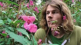 Drüsiges Springkraut, Indisches Springkraut (Impatiens Glandulifera) - Beschreibung und Sammeln