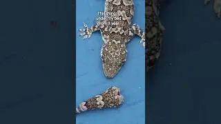paripondi roi #shorts #scary #wild #wildlizard