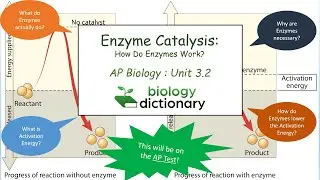 Ферментативный катализ: как работают ферменты? | AP Biology 3.2
