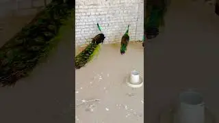 King mor green java peacock #chicken #allpetloversaseel #viral #animals #birds #subscribe #shortvide