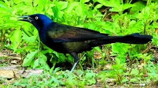 Common Grackles - Pat O'Neil's Video Bird IDs