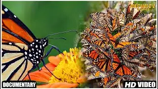 Flight Of The Monarch Butterfly - Hollywood Full Movie | Documentary Movie | Nature
