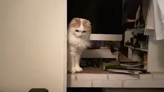 暗闇の中で押し入れに半分隠れてちらちらこちらを見てくる猫神様　ーHalf-hidden in the dark closet, Kohaku peeks around.