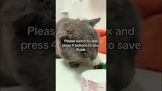 Update: We waited today with our hearts full of hope. The news isn&rsquo;t the best, but Rubik is fighting