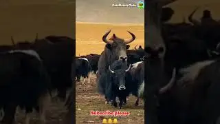 Giant Yak, That is the difference between Wild & Domestic Yak.