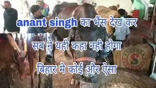 Anant singh ka Buffalo,gir cow,horse Sonpur Mela bihar