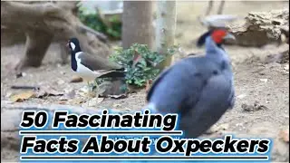 50 Fascinating Facts About Oxpeckers :
