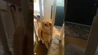 Funny cats on the stairs #youtubeshorts #funny #cat #stairs #haha