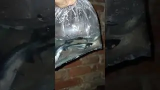 New Shark 🦈 fish add in krdiya pond 😍 #newfish #petsvlog #shorts