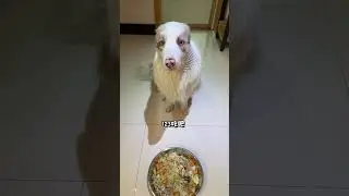What did a 38-pound border Collie eat in one meal#Homemade dog rice#Border Collie#The joy