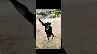 WHAT A IS DOG AI OR DOG TECHNOLOGY?