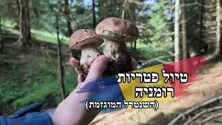 ליקוט פטריות רומניה אוקטובר 2025 (חלק ב') פורצ'יני שנטרל נטופה ועוד
