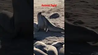 Animal Fight | Ytvideo | shorts| Wildlife | factosub #facts
