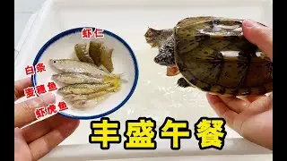 龟龟吃播，给龟喂食增添些仪式感！