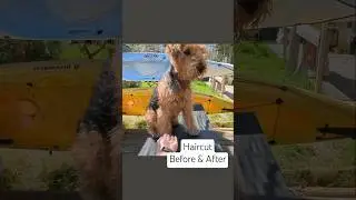 This Airedale not convinced about Haircut 😅 #airedaleterrier #handstripping #beforeandafter #haircut