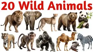 जंगली जानवरों के नाम | 20 Wild Animals Names in English for Kids Learning Vocabulary Video
